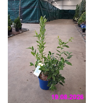 Vaccinium cor. 'Bluejay' C 2 L